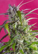 Crystal Candy Auto Feminised Seeds
