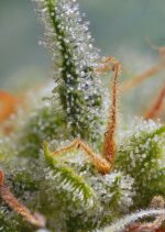 Crystal Candy Auto Feminised Seeds - Image 2