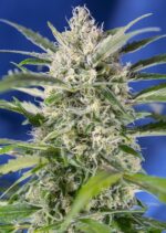 Crystal Candy Auto Feminised Seeds - Image 3