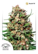 Skunk 1 Regular Seeds - 10