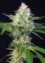Crystal Candy Feminised Seeds