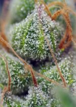 Crystal Candy Feminised Seeds - Image 2