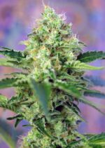 Crystal Candy Feminised Seeds - Image 3