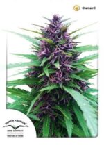 Shaman Regular Seeds - 10