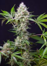 Blow Mind Auto Feminised Seeds