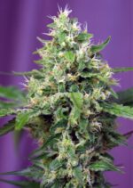Blow Mind Auto Feminised Seeds - Image 2