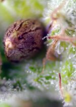 Killer Kush Auto Feminised Seeds - Image 3