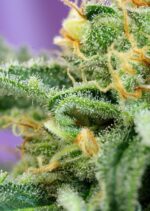 Killer Kush Auto Feminised Seeds - Image 2