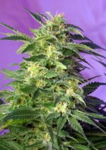 Killer Kush Auto Feminised Seeds