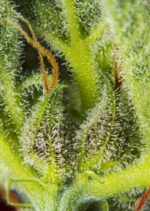 Cream Mandarine XL Auto Feminised Seeds - Image 2