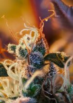 Cream Mandarine XL Auto Feminised Seeds - Image 3