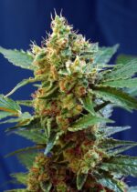 Cream Mandarine XL Auto Feminised Seeds