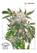 White Widow Regular Seeds - 10