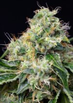 Killer Kush FAST Version Feminised Seeds - Image 2