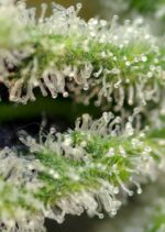 Killer Kush FAST Version Feminised Seeds - Image 3
