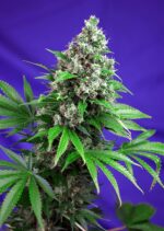 Killer Kush FAST Version Feminised Seeds