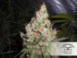 White Widow Feminized Seeds