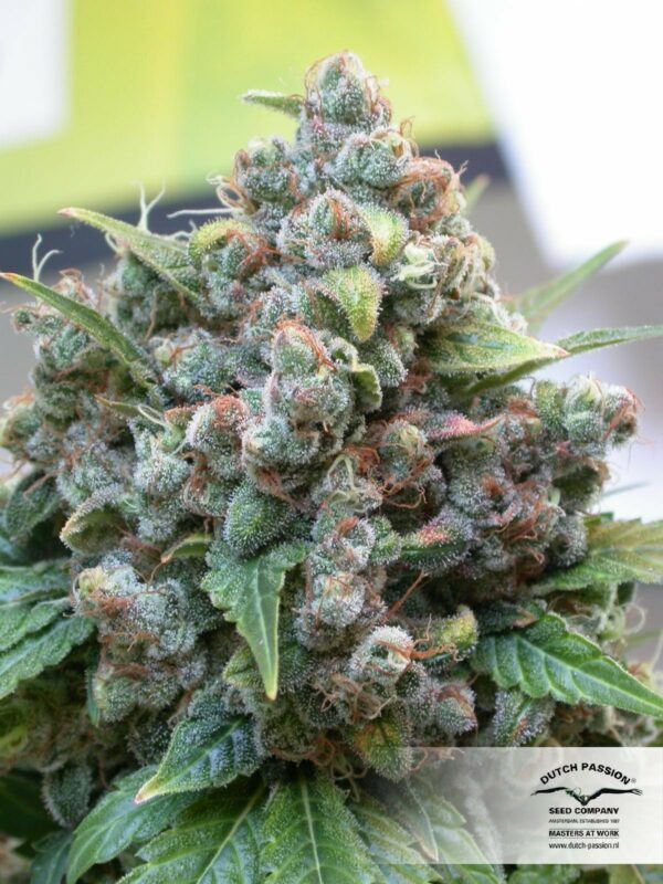White Widow Feminized Seeds