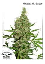 White Widow x The Ultimate Regular Seeds - 10