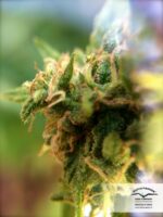 White Widow x The Ultimate Regular Seeds - 10 - Image 2