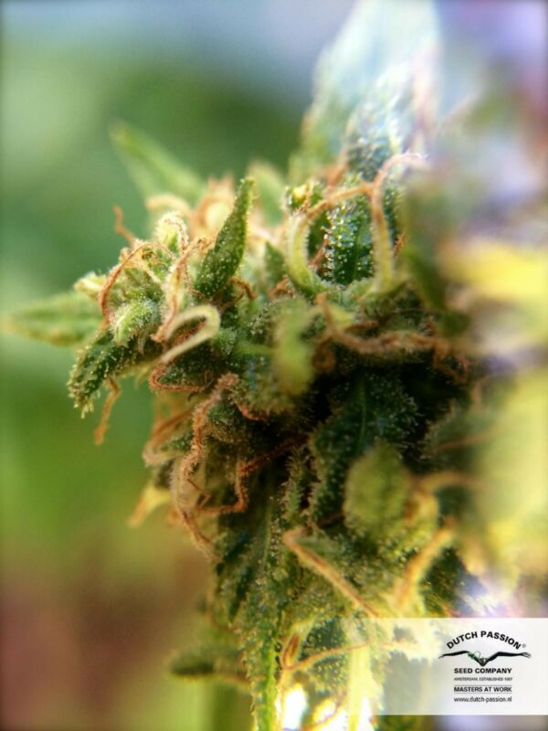 White Widow x The Ultimate Regular Seeds - 10 - Image 2