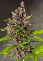 Bloody Skunk Auto Feminised Seeds
