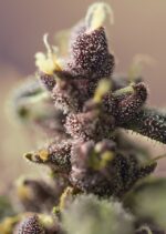 Bloody Skunk Auto Feminised Seeds - Image 2