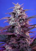 Bloody Skunk Auto Feminised Seeds - Image 3