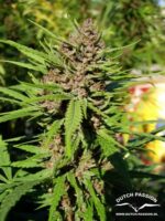 Purple №1 Regular Seeds - 10 - Image 3