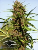 Purple №1 Regular Seeds - 10 - Image 4