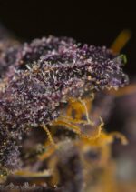 Red Poison Auto Feminised Seeds - Image 3