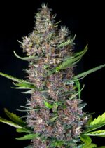Red Poison Auto Feminised Seeds - Image 2