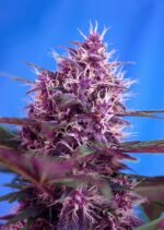 Red Poison Auto Feminised Seeds