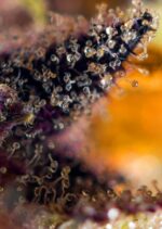 Dark Devil Auto Feminised Seeds - Image 2