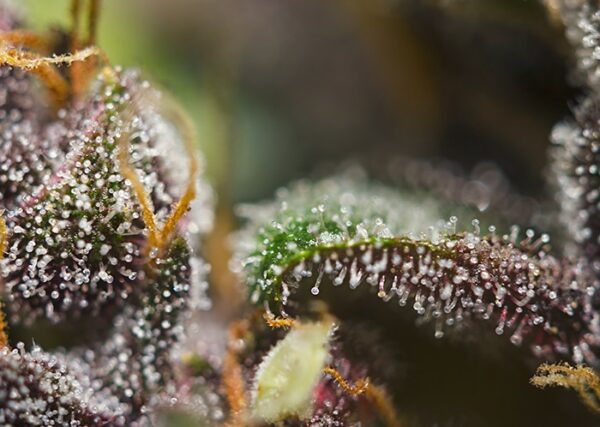 Dark Devil Auto Feminised Seeds - Image 3