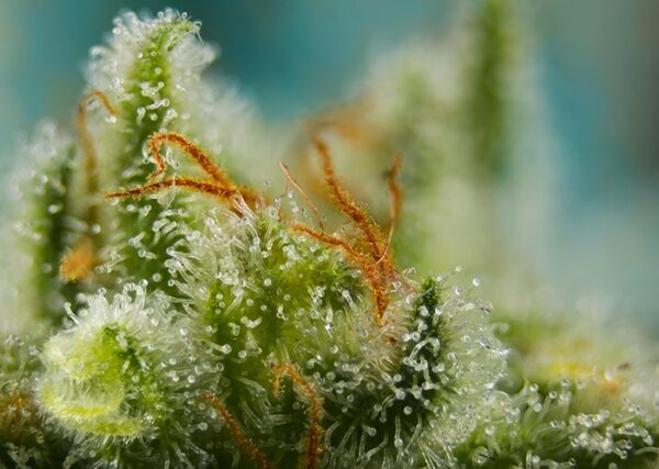 Big Devil XL Auto Feminised Seeds - Image 2