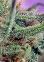 Jack 47 Feminised Seeds - Image 2