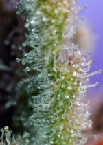 Jack 47 Feminised Seeds - Image 3