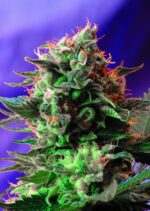 Jack 47 Feminised Seeds