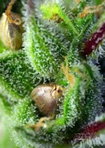 Green Poison Feminised Seeds - Image 3