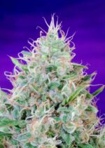Green Poison Feminised Seeds - Image 2