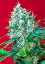 Green Poison Feminised Seeds