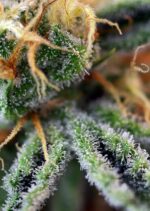 Cream Caramel Feminised Seeds