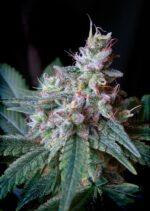 Cream Caramel Feminised Seeds - Image 3