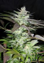 Black Jack Feminised Seeds