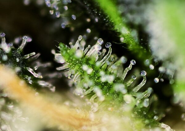 Black Jack Feminised Seeds - Image 3