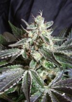 Black Jack Feminised Seeds - Image 2