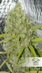 Orange Bud Regular Seeds - 10 - Image 2