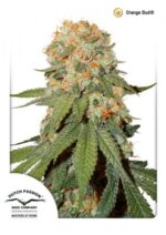 Orange Bud ® Feminized Seeds