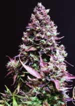 Caramel Cream Auto Feminised Seeds